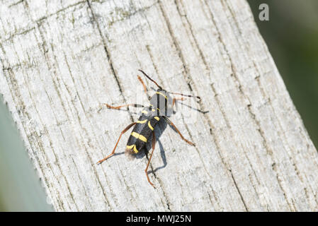 Una vespa Beetle (Clytus arietis) su un palo di legno Foto Stock