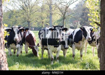 Vacche sul campo su un soleggiato alla fine della giornata Foto Stock