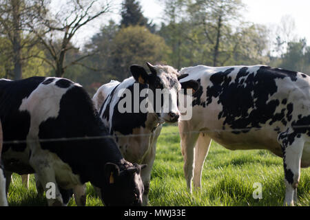 Vacche sul campo su un soleggiato alla fine della giornata Foto Stock