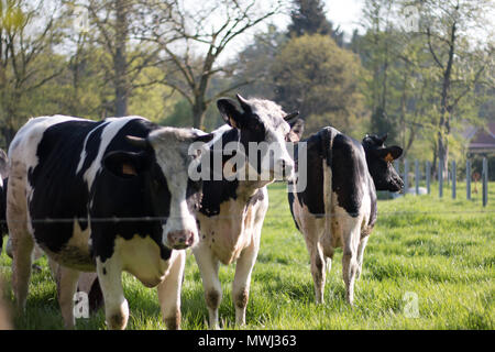 Vacche sul campo su un soleggiato alla fine della giornata Foto Stock