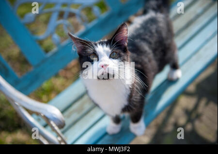 Gatti e gattini giocare in appoggio, cercando, permanente e la seduta Foto Stock