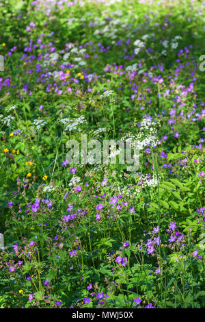 Il prato fiorito con legno cranesbill e molti altri fiori Foto Stock