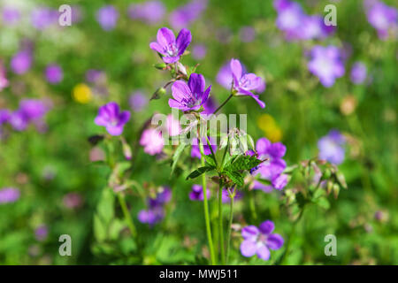 Fioritura cranesbill in legno su un prato Foto Stock