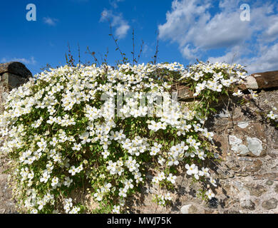 Clematic Montana Rubens che cresce su un giardino cottage muro di pietra in primavera. Foto Stock