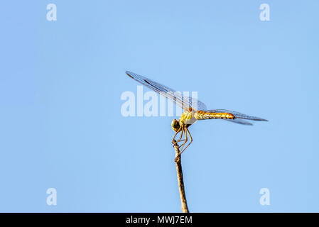 Immagine di un insetto di libellula seduta su un ramoscello di albero Foto Stock