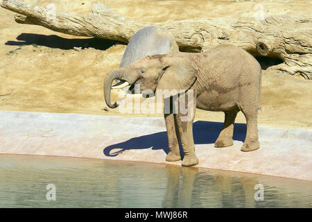 Elephant è acqua potabile presso il foro di irrigazione Foto Stock