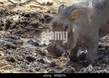 Warthog è scavare la terra nella savana Foto Stock