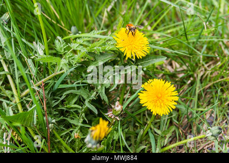 Primo piano di un bumblebee seduti su un dente di leone Foto Stock