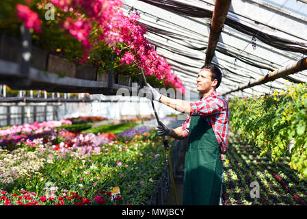 Giardiniere lavora in una serra di un negozio di fiori Foto Stock
