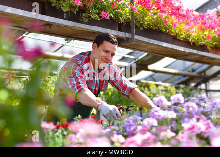 Giardiniere lavora in una serra di un negozio di fiori Foto Stock