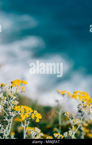 Le erbacce e fiori con l'oceano sfocata come sfondo. Foto Stock