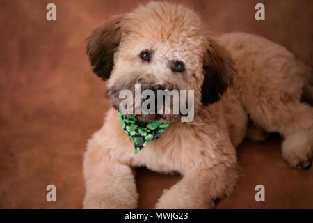 Rivestito di morbida Wheaton Terrier barboncino ritratto Foto Stock