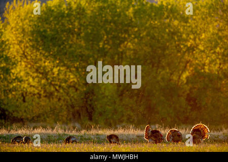 Rio Grande Il tacchino selvatico, (Meleagris gallopavo intermedia), Bosque del Apache National Wildlife Refuge, nuovo Messico, Stati Uniti d'America. Foto Stock
