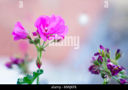 Pelargonium graveolens pianta con fiori di colore rosa, 'geranium rose', Pelargonium capitatum, rose profumate pelargonium Foto Stock