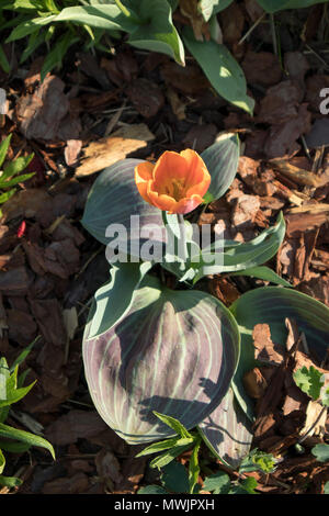 Double Red Riding Hood orange tulip è nel parco Foto Stock