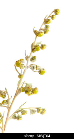 La flora di Gran Canaria - Artemisia thuscula, localmente denominata Incienso cioè Incenso per il suo forte profumo dolce Foto Stock