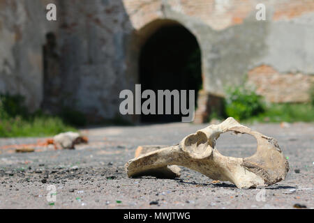 Cranio di cavallo in rovine del castello Foto Stock