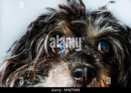 Close-up su gli occhi di un cane, cataratta in un cane. Cane nero, Cinese Crested cataratta. Gli occhi di nebbia nel cane, glaucoma, malattie dell'occhio, cecità, ambl Foto Stock