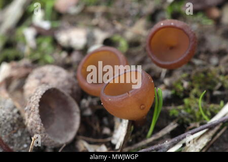 Anemone cup, Dumontinia tuberosa, funghi selvatici dalla Finlandia Foto Stock