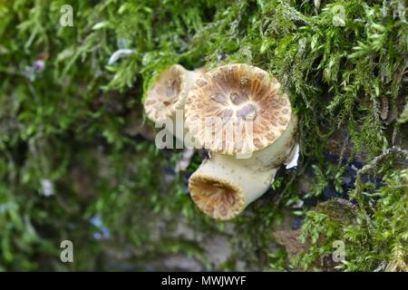 Dryad la sella, chiamato anche fagiano torna fungo Polyporus squamosus. di funghi selvatici dalla Finlandia Foto Stock