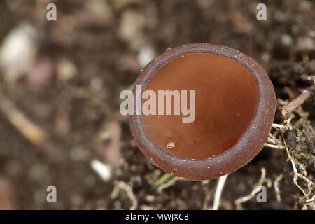 Anemone cup, Dumontinia tuberosa, funghi selvatici dalla Finlandia Foto Stock