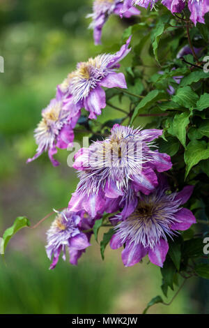 Clematis Fontana di cristallo impianto Foto Stock