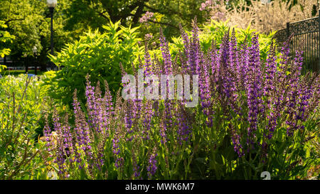 Allan Gardens è un bel posto per fare una pausa e perdersi nella bellezza naturale del verde a pochi passi dal centro della città Foto Stock