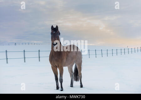 Un marrone scuro cavallo di razza si erge in bianco paesaggio innevato. Giornata invernale e arriva alla fine e il cielo mostra un brillante tramonto. Bella immagine invernale. Foto Stock