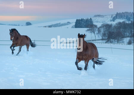 Due corse dei cavalli da corsa attraverso la neve. Giornata invernale e arriva alla fine e il cielo mostra un brillante tramonto. I cavalli sono vitalità Foto Stock