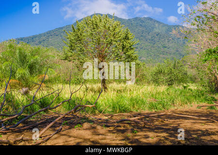 Vista esterna della vegetazione, alberi nel vulcano Concepcion sull isola di Ometepe in Nicaragua Foto Stock