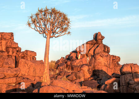 Per Quiver Tree Forest, Keetmanshoop, Namibia, Africa Foto Stock