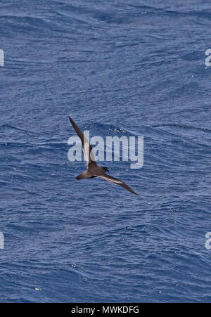 Bulwer's Petrel (Bulweria bulwerii) adulto in volo basso sopra il mare di Capo Verde, Oceano Atlantico possono Foto Stock