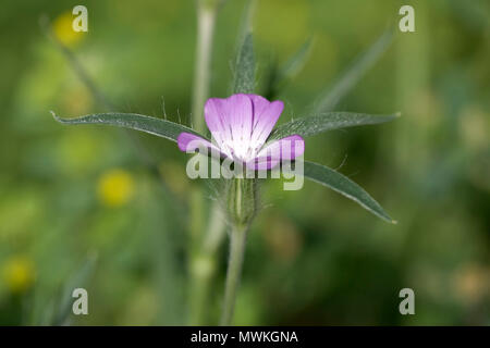 Il mais cockle Agrostemma githago nel giardino prato di fiori selvaggi, Ringwood, Hampshire, Inghilterra, Regno Unito, Agosto 2004 Foto Stock