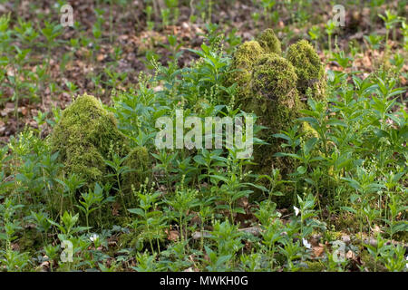 Cane al mercurio Mercurialis perennis crescente accanto a un registro di muschio, legno Garsten RSPB Riserva, Sixpenny Handley, Wiltshire, Inghilterra, Regno Unito Marzo 2005 Foto Stock