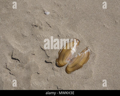 Razor clam shell sulla spiaggia a mezzaluna Oregon al sole con una piccola riflessione Foto Stock