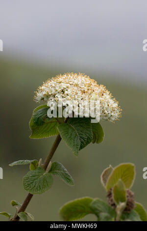 Wayfaring tree Viburnum lantana testa di fiori, Butser Hill Riserva Naturale Nazionale, Hampshire, Inghilterra, Regno Unito, maggio 2005 Foto Stock