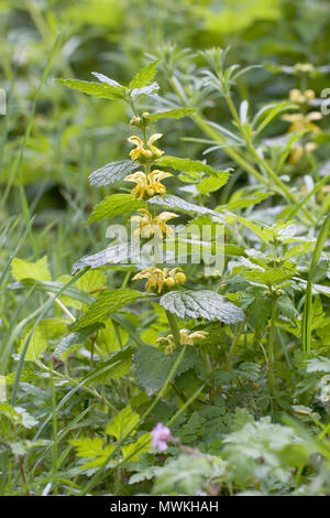 Giallo arcangelo Lamiastrum galeobdolon nel bosco in prossimità di Rockbourne, Hampshire, Inghilterra, Regno Unito, maggio 2005 Foto Stock