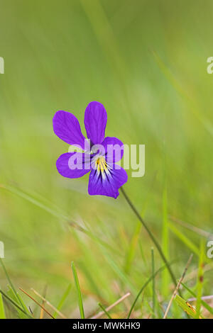 Mountain pansy Viola lutea su una banca erbosa, Strathdearn, Superiore Findhorn Valley, regione delle Highlands, Scozia, Giugno 2005 Foto Stock