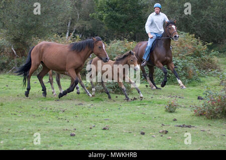 New Forest Pony di Equus caballus mare e puledro essendo arrotondate durante una deriva, vicino Broomy, New Forest National Park, Hampshire, Inghilterra, Regno Unito, Settembre Foto Stock