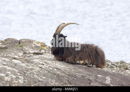 Feral capra Capra hircus maschio in appoggio sulle rocce, Grasspoint, Isle of Mull, Ebridi Interne, Argyll and Bute, Scozia, Giugno 2005 Foto Stock