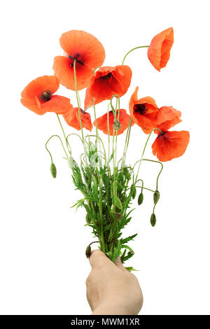 Papavero rosso dei fiori in una fila su bianco. Foto Stock