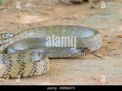 Adulto Asian Biacco o Oriental biacco (Ptyas mucosus) su Phuket Thailandia. Foto Stock