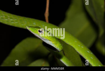 Oriental matricina serpenti o Vine snake (Ahaetulla prasina) in una struttura ad albero nella foresta pluviale della Tailandia. Foto Stock