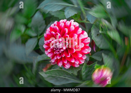 Fiore Dahlia nel Parco Foto Stock