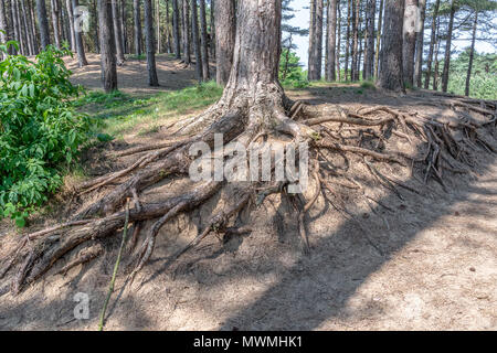 Radici di albero esposta dopo erosione di terra Foto Stock