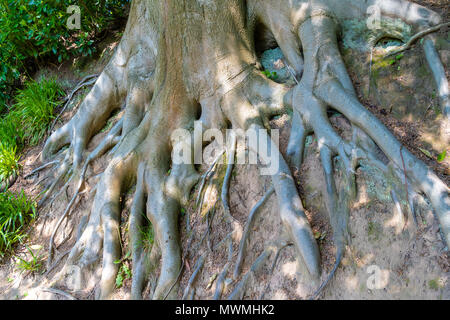 Radici di albero esposta dopo erosione di terra Foto Stock