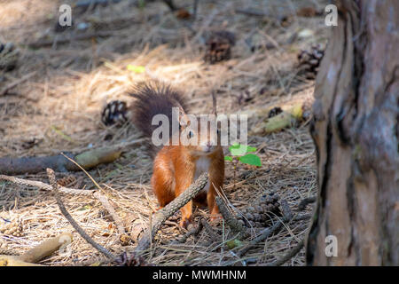 Scoiattolo rosso rovistando in una foresta Foto Stock