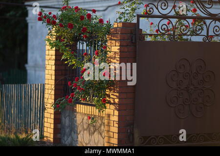 Cespuglio di rose rosse crescente dietro un recinto nel cortile Foto Stock