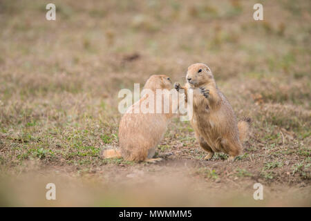 Nero-tailed prairie dog (Cynomys ludovicianus) Interazione, Parco nazionale Theodore Roosevelt (Sud), il Dakota del Nord, STATI UNITI D'AMERICA Foto Stock