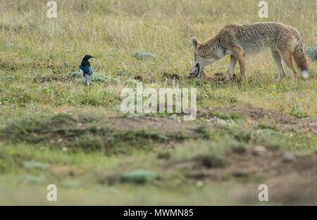 Coyote (Canis latrans) caccia in un cane della prateria colonia, Parco nazionale Theodore Roosevelt (Sud), il Dakota del Nord, STATI UNITI D'AMERICA Foto Stock